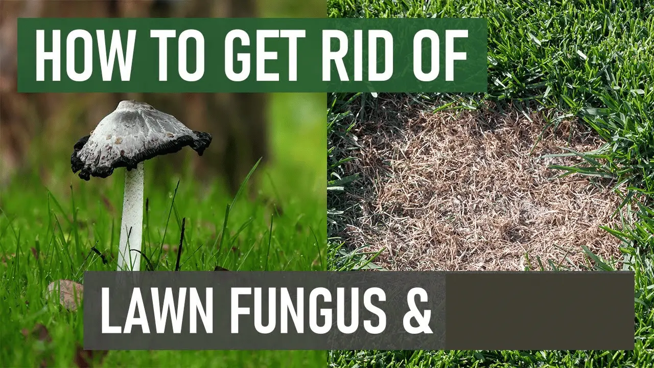 How to get rid of Lawn Fungus