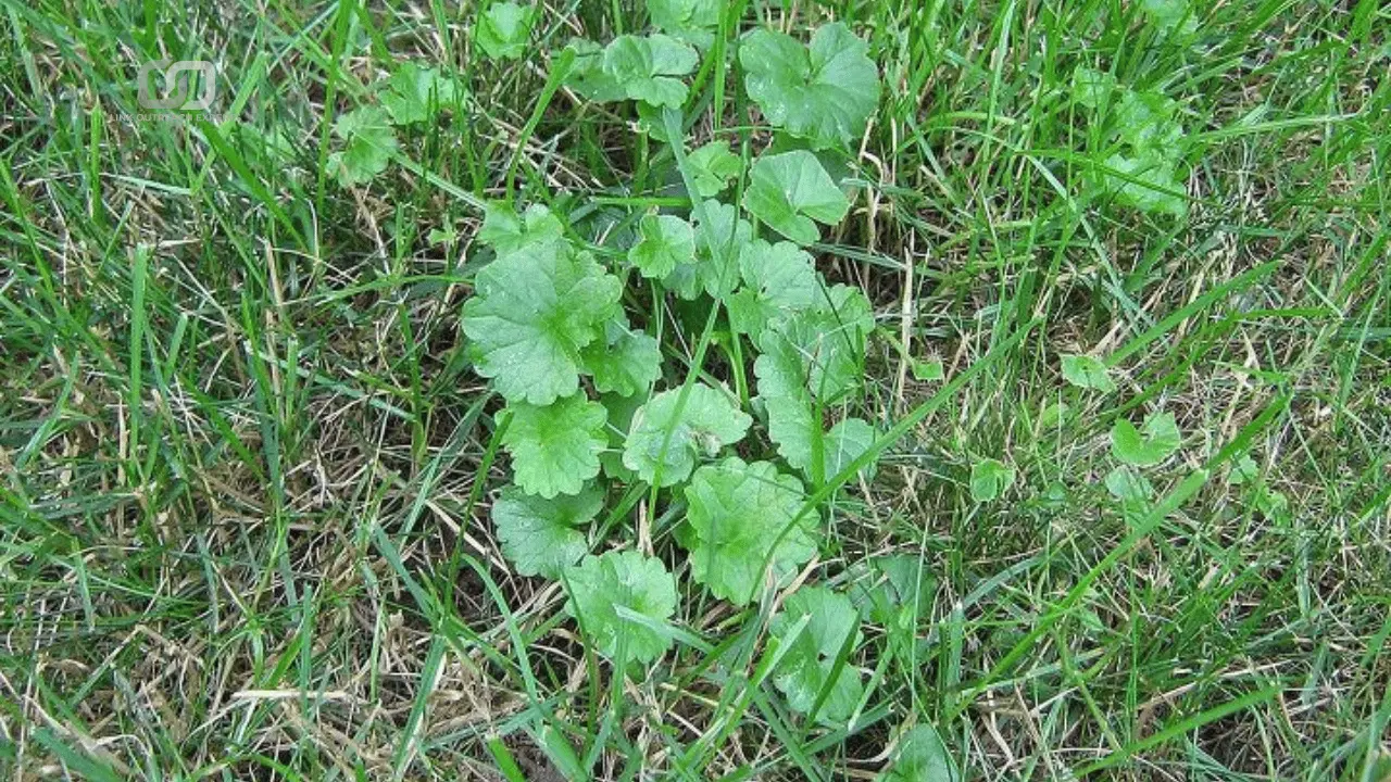 Creeping charlie in the lawn